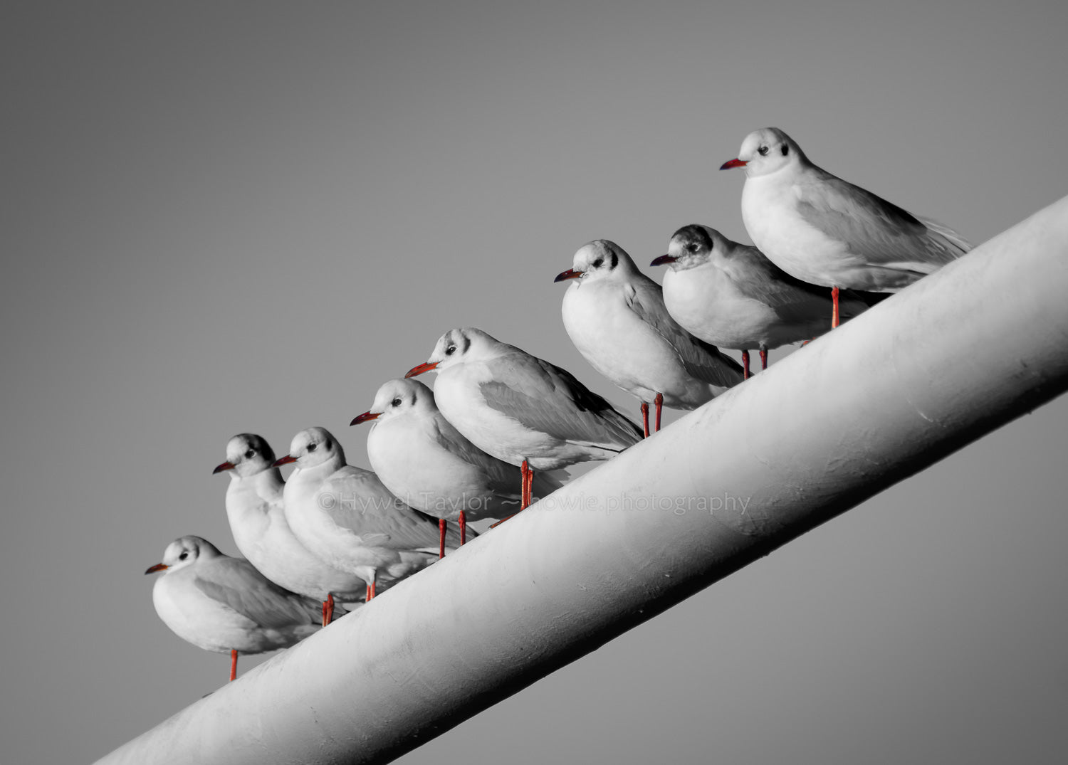 Gulls
