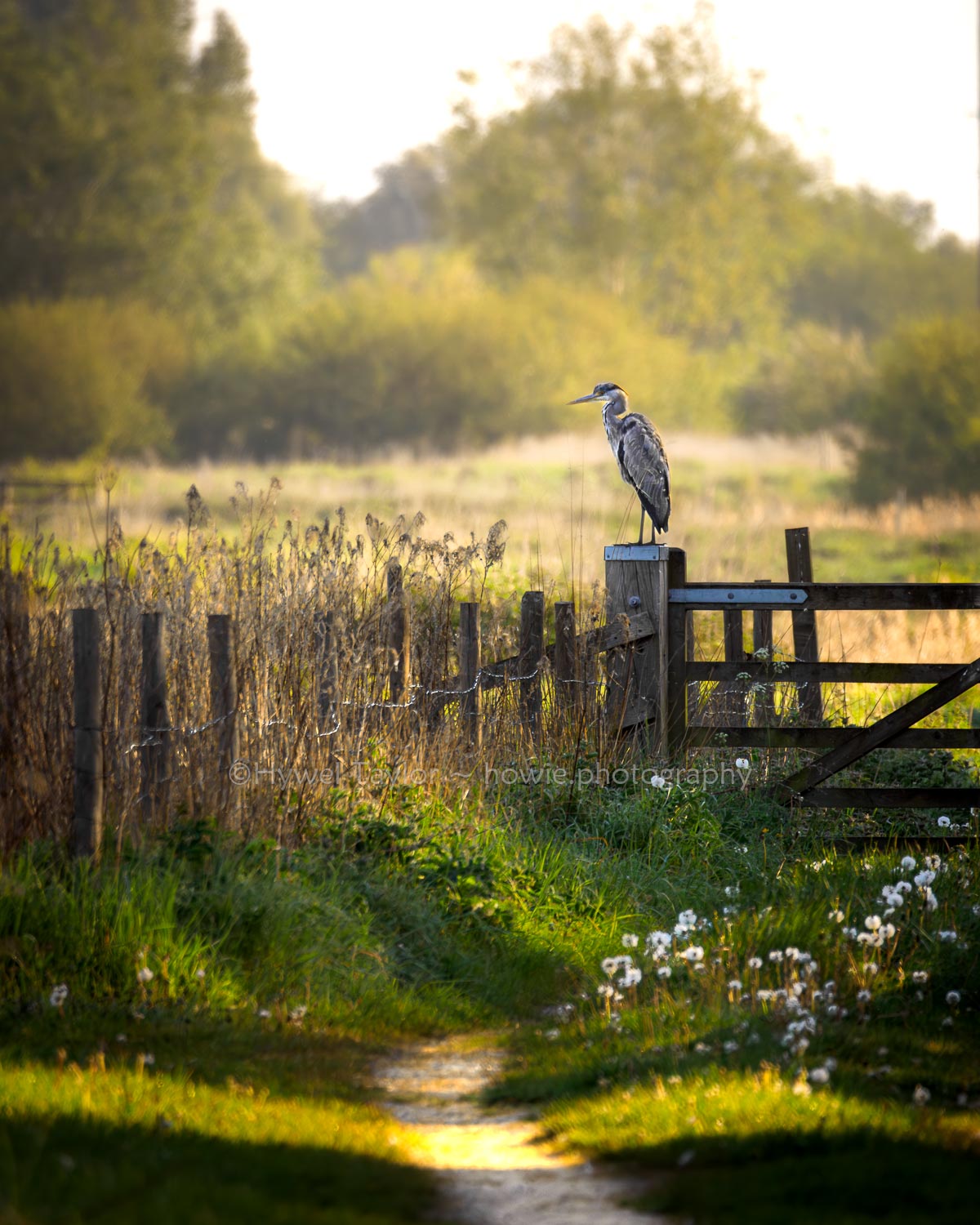 Heron at dawn