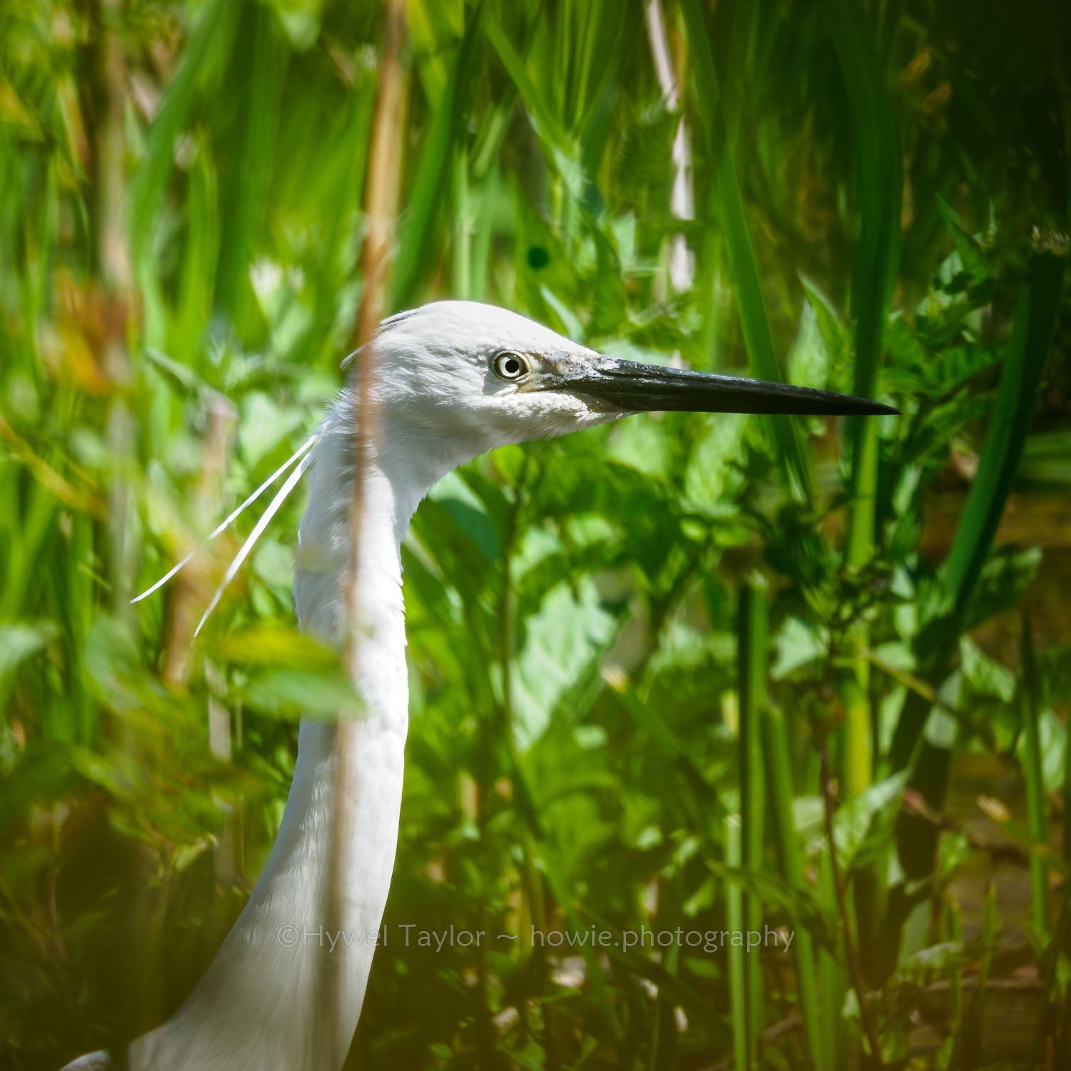 Little Egret