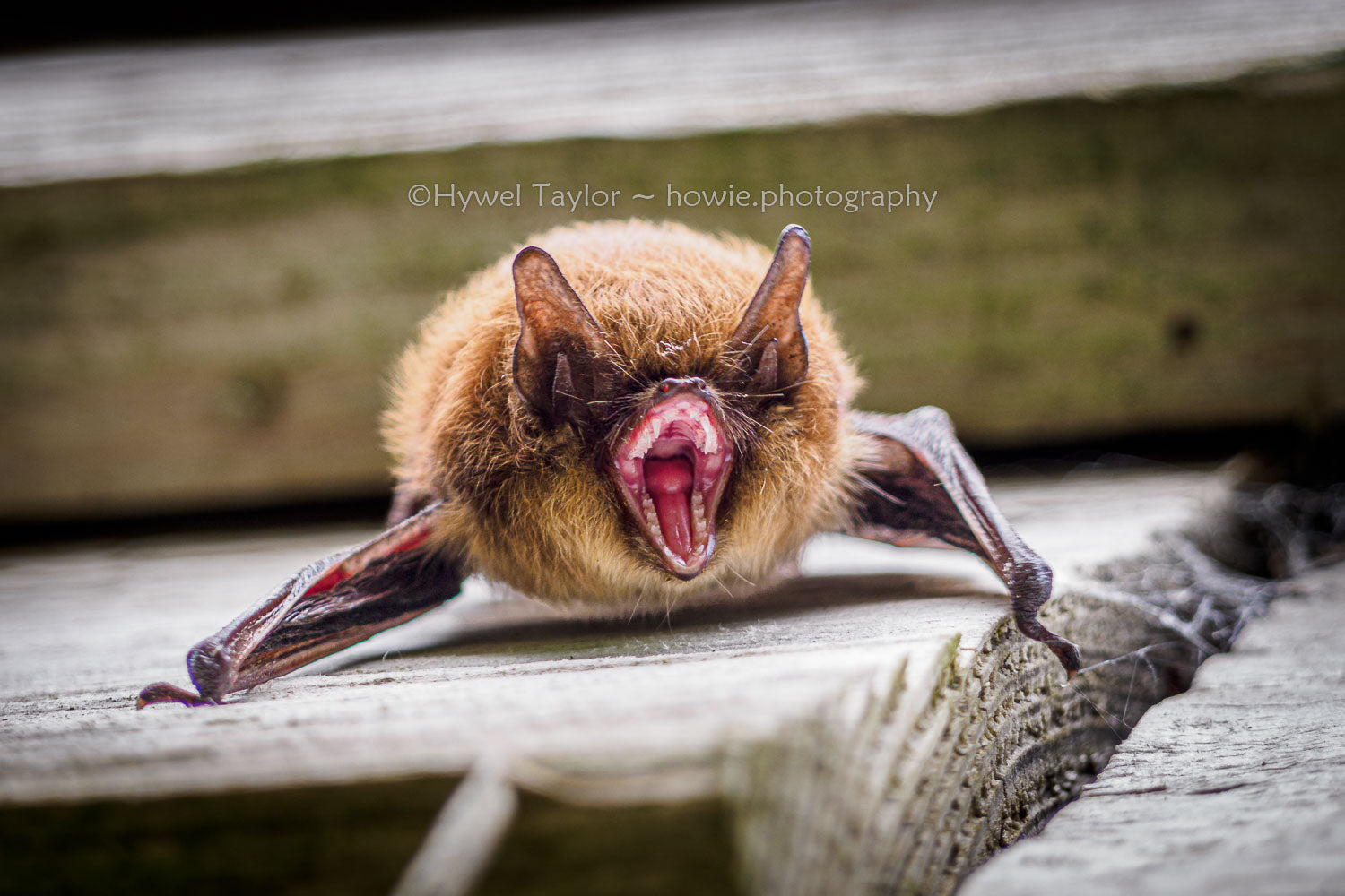 Pipistrelle bat