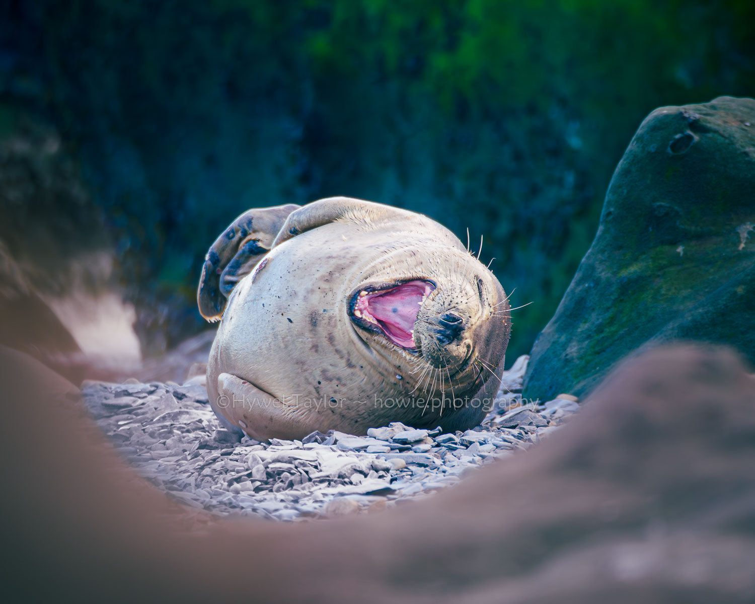 Seal