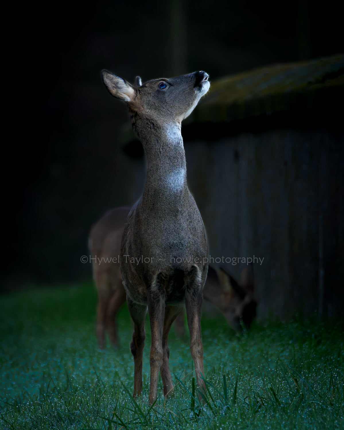 Stargazing Deer
