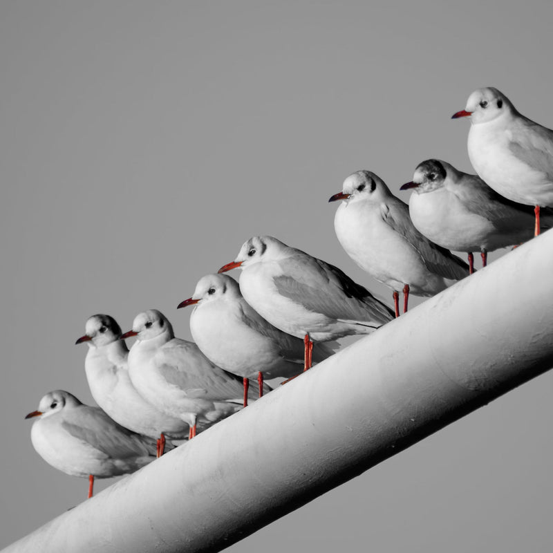 Gulls