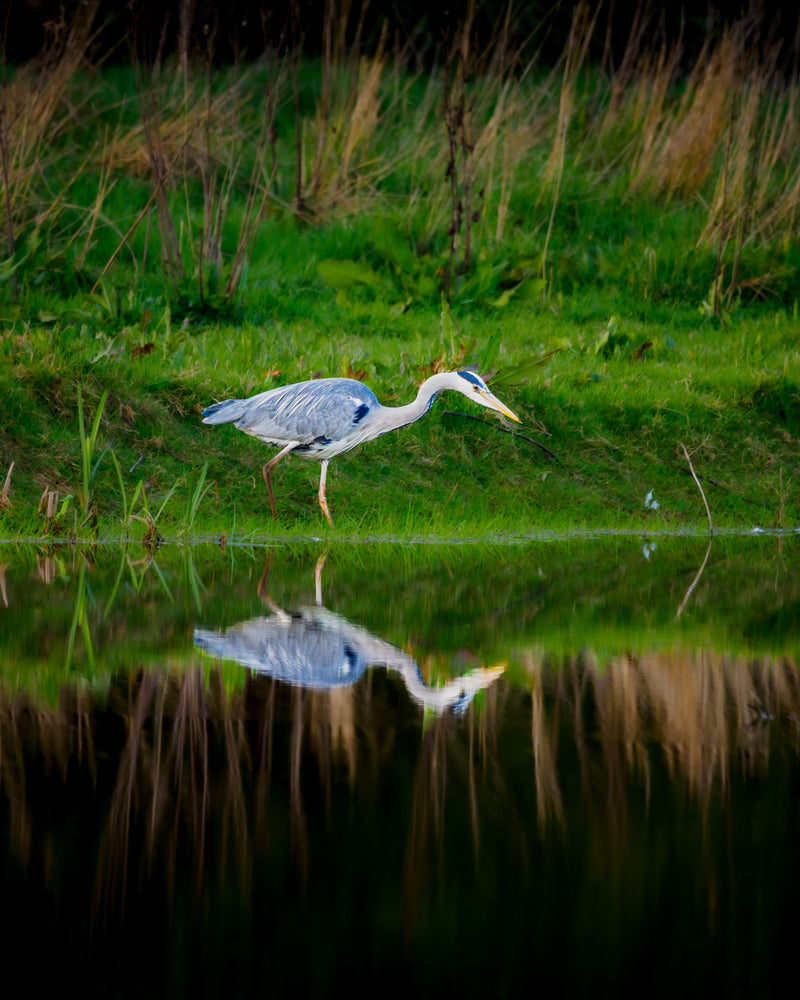 Grey heron