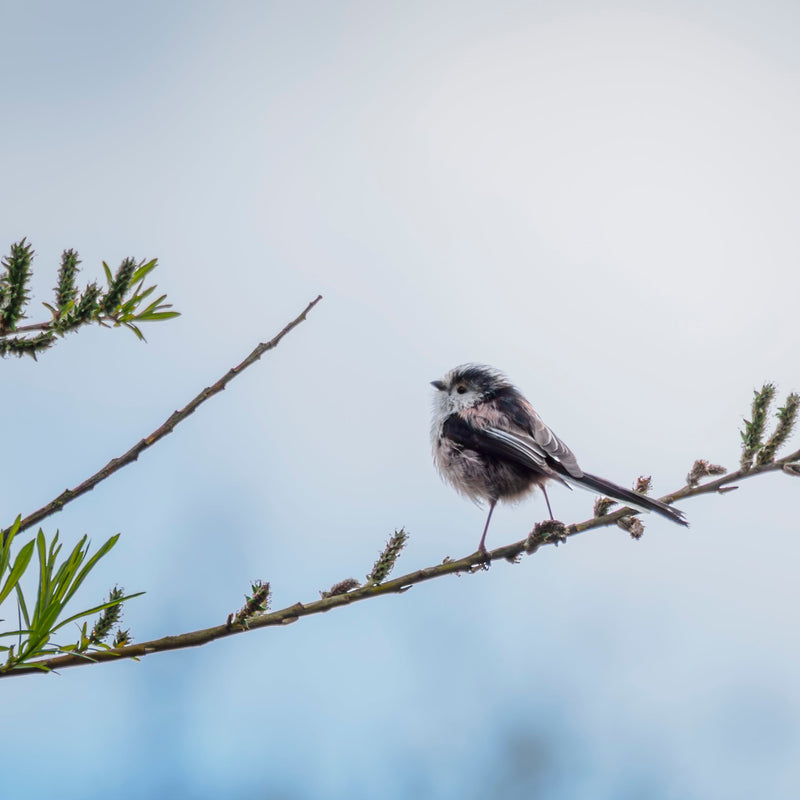 Long tailed tit