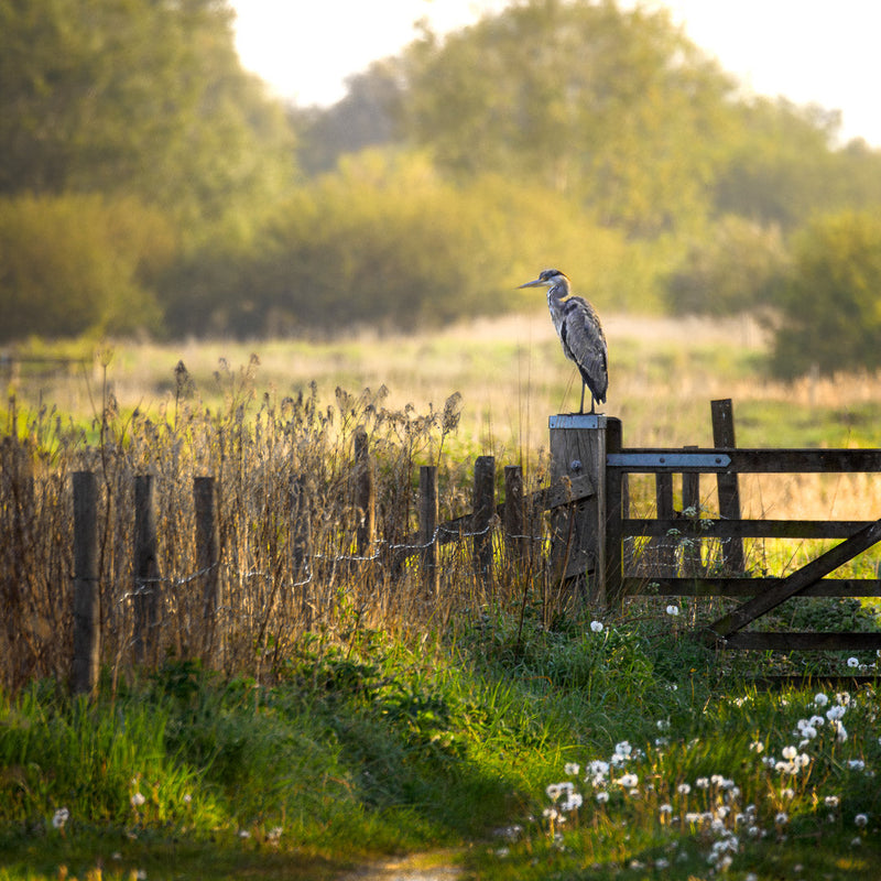 Grey heron