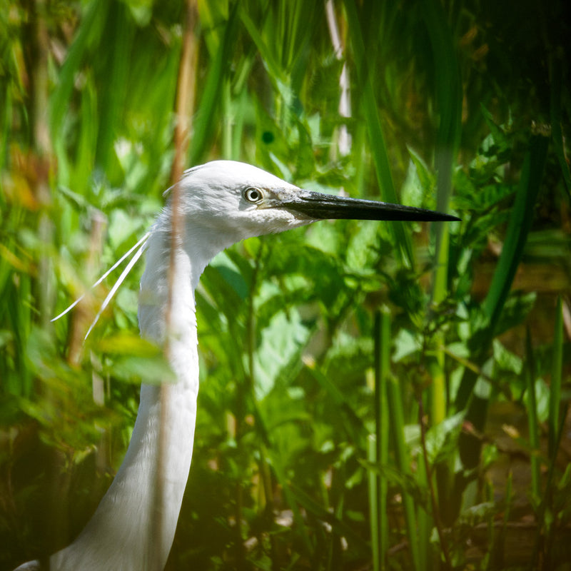 Little egret