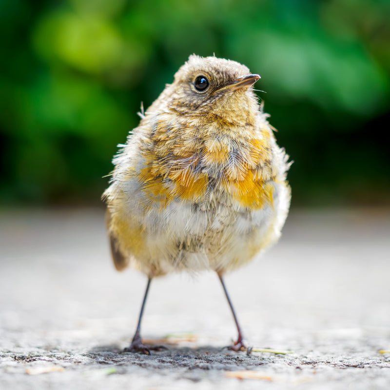 Robin