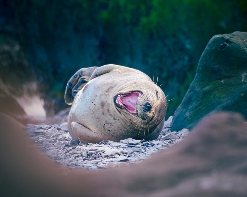 Grey seal
