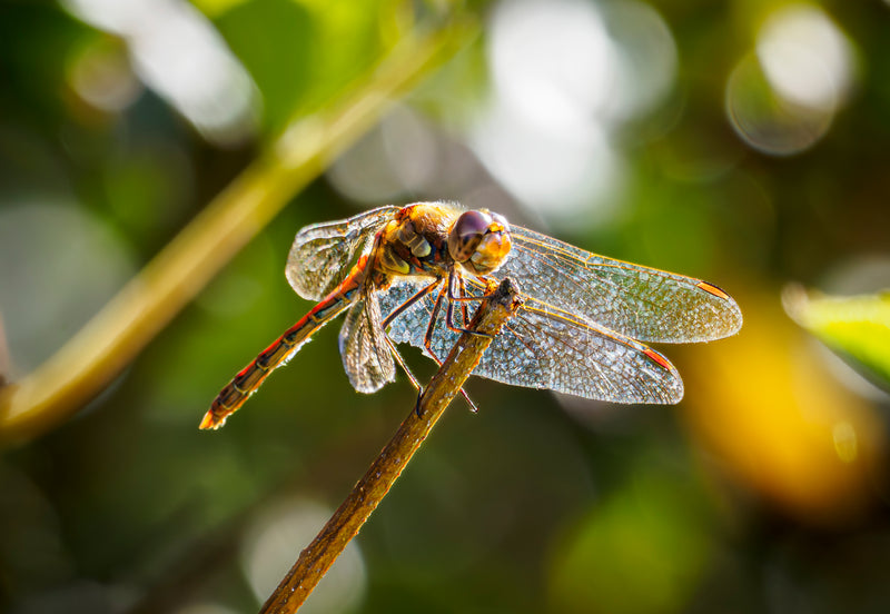 Dragonfly