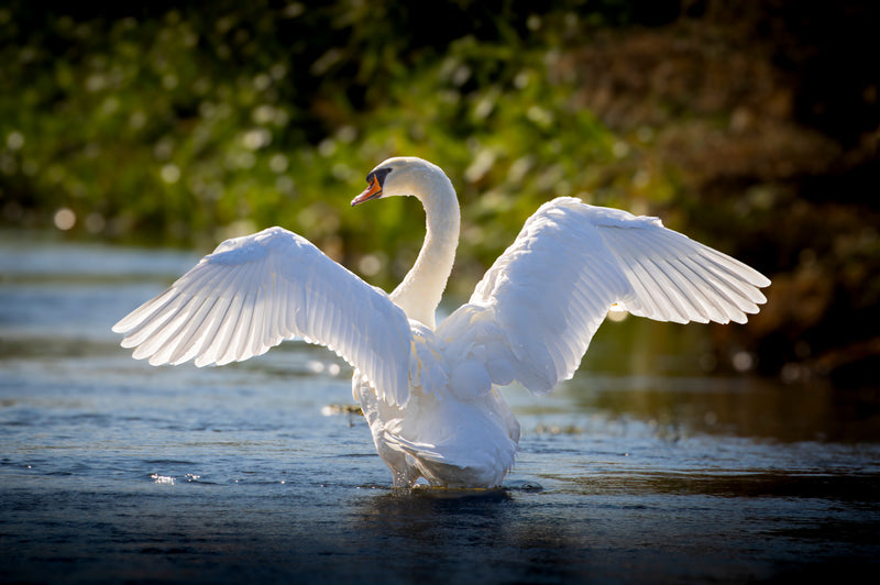 Swan