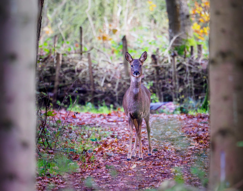 Roe deer
