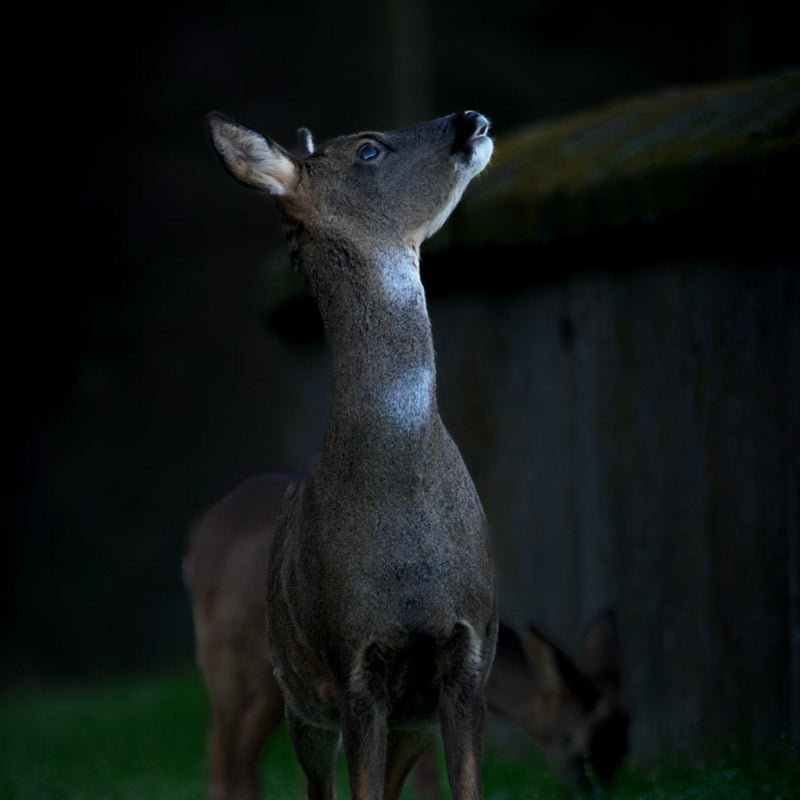 Roe deer