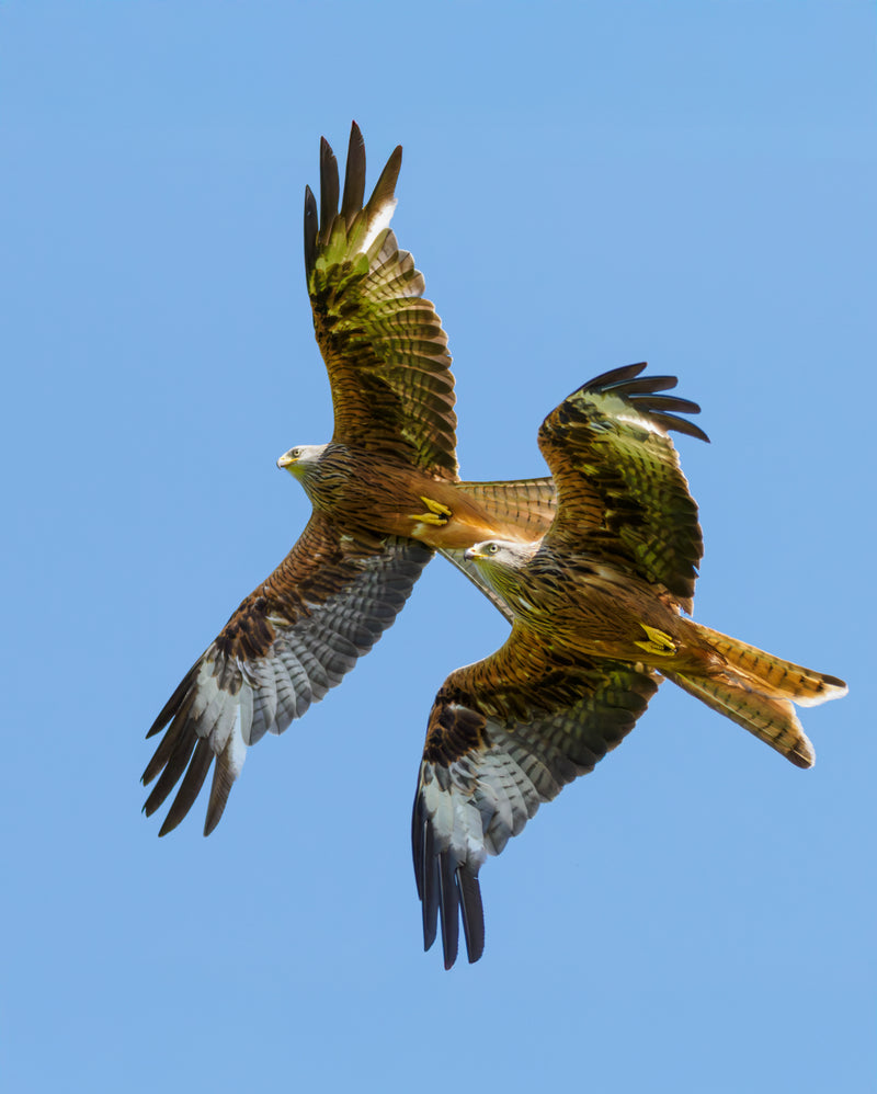 Red kite