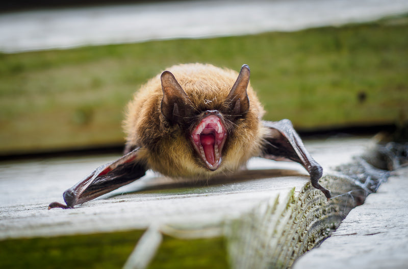 Pipistrelle
